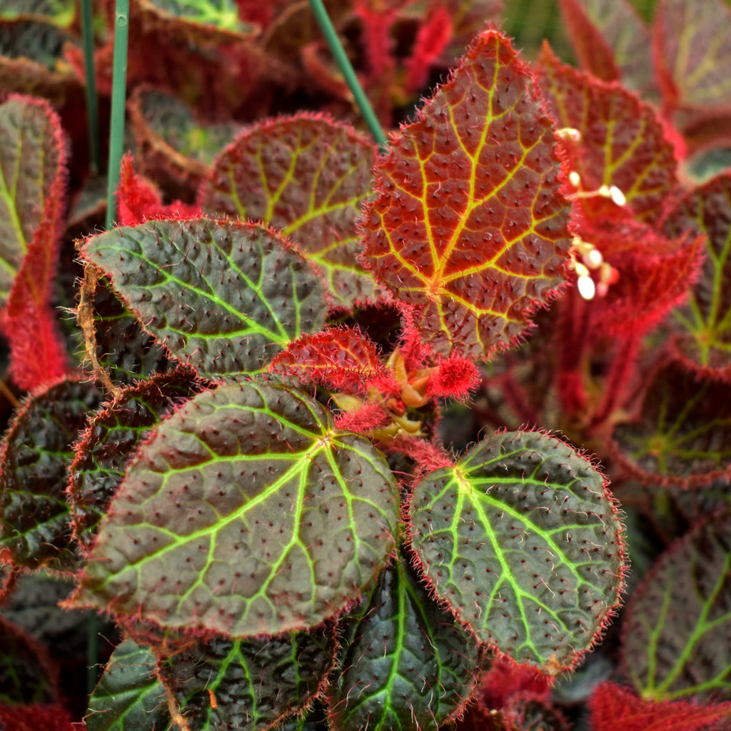 Begonia 'Steve's Leaves Green Lightning'