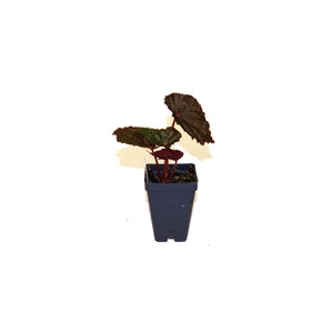 Begonia 'Taconite'
