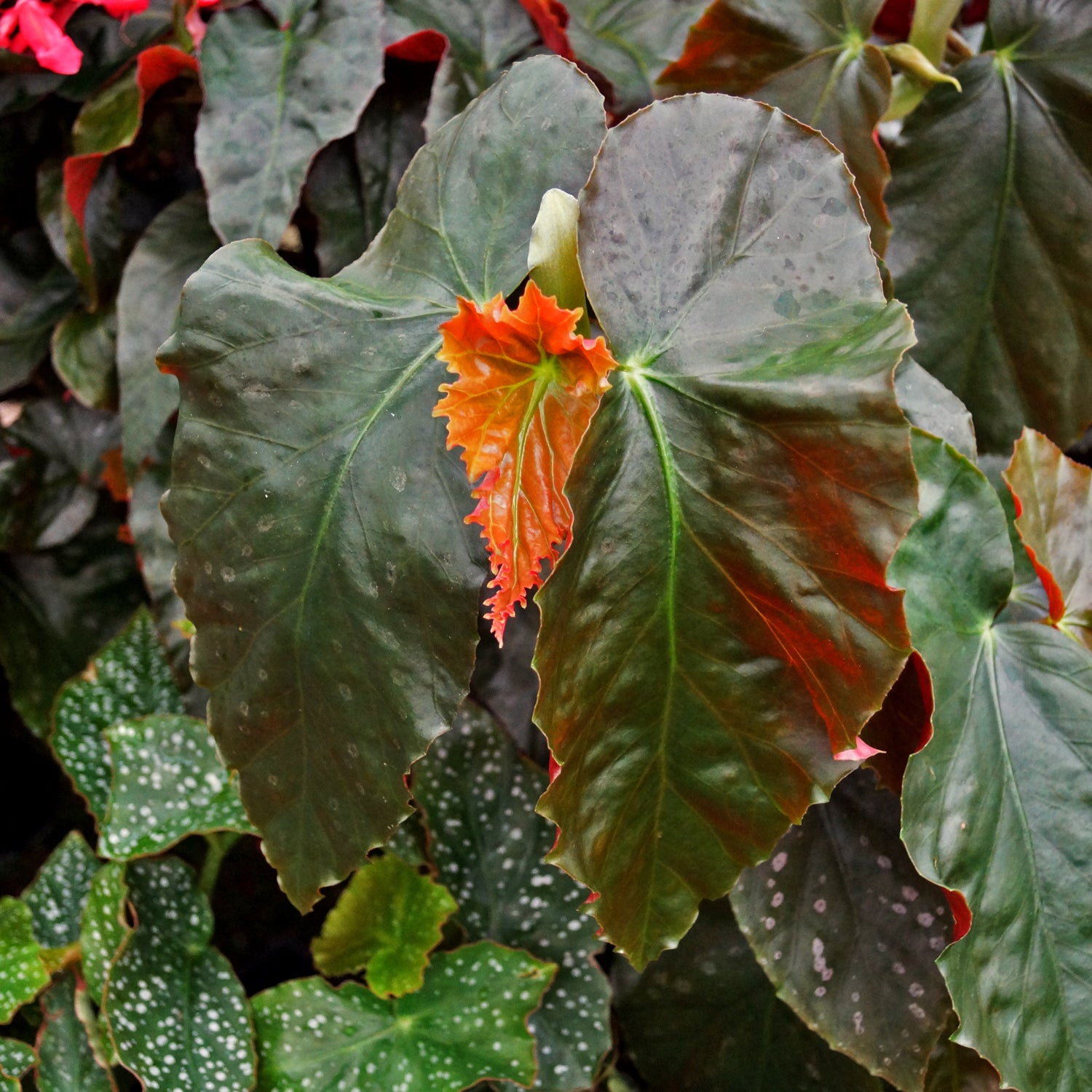 Begonia 'Tubby Tuba'