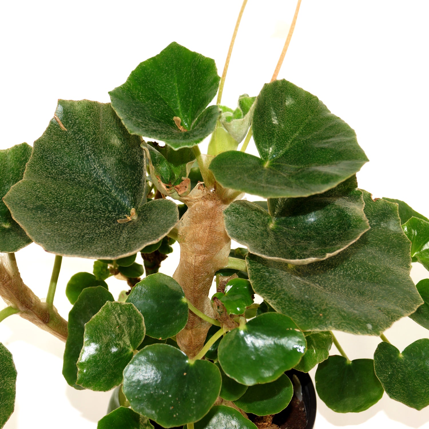 is begonia an indoor plant Begonia Venosa | Rare Tropical Indoor Plant