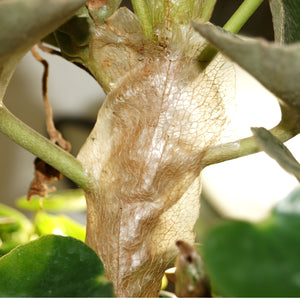 Begonia venosa