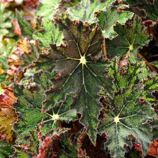 Begonia 'Wee Paws'