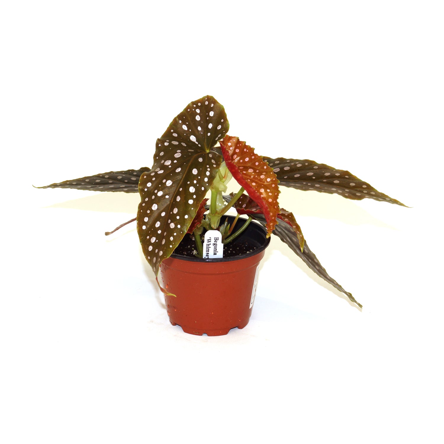 Begonia 'Whimsy'