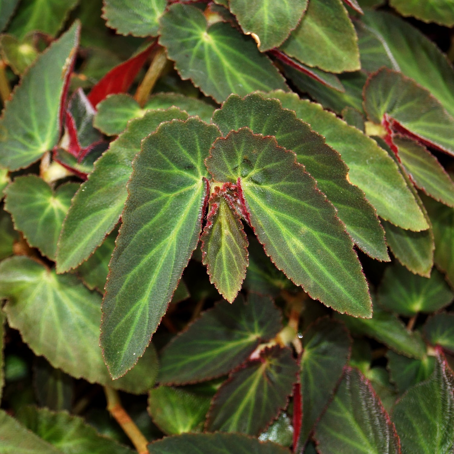 Begonia - Red - Ruffled