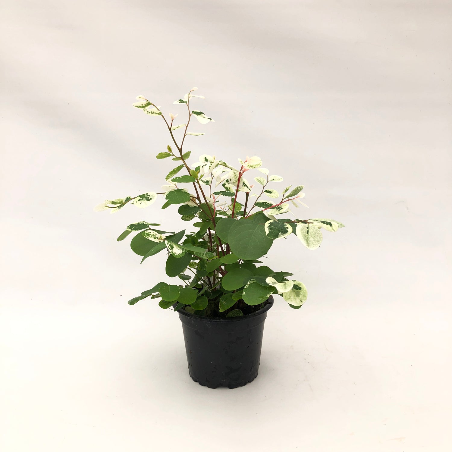 snow bush plant indoor Breynia disticha (Snow Bush)