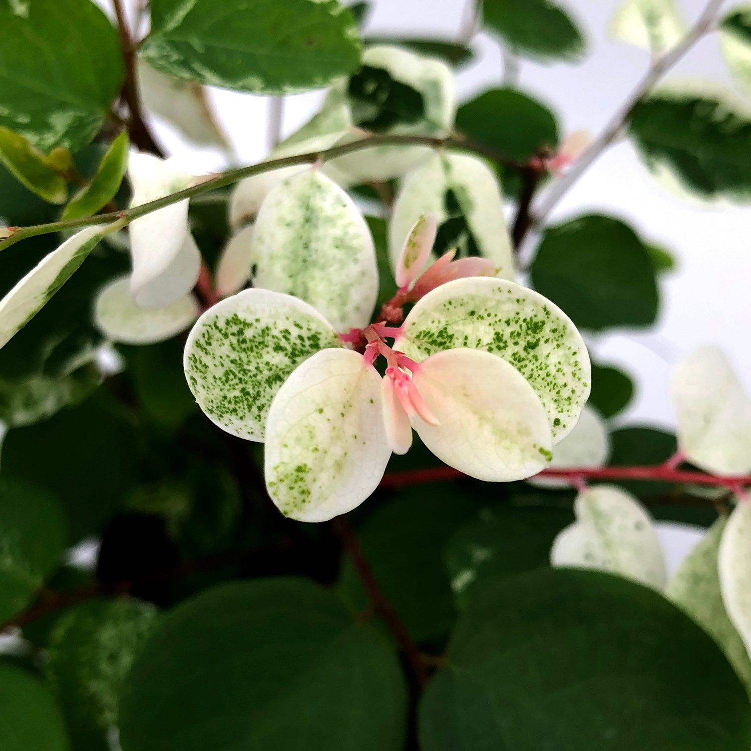 snow bush house plant Breynia disticha (Snow Bush)