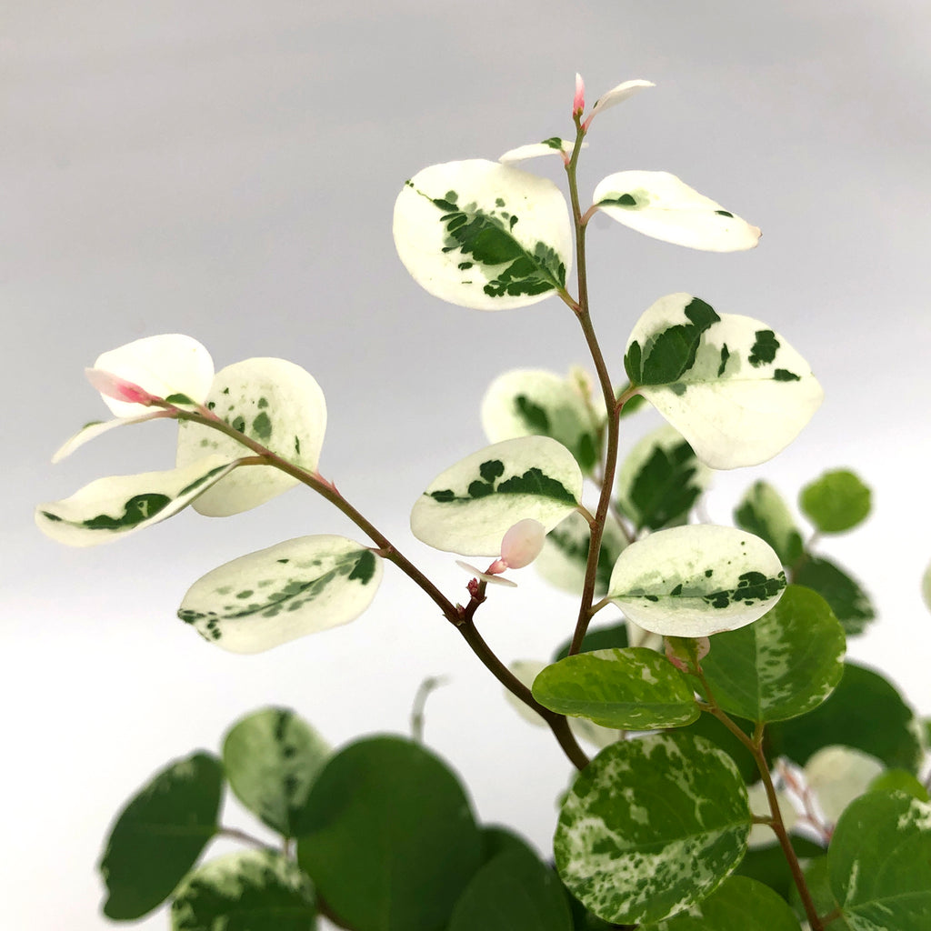 Breynia Disticha | Snow Bush Plant | Steve's Leaves