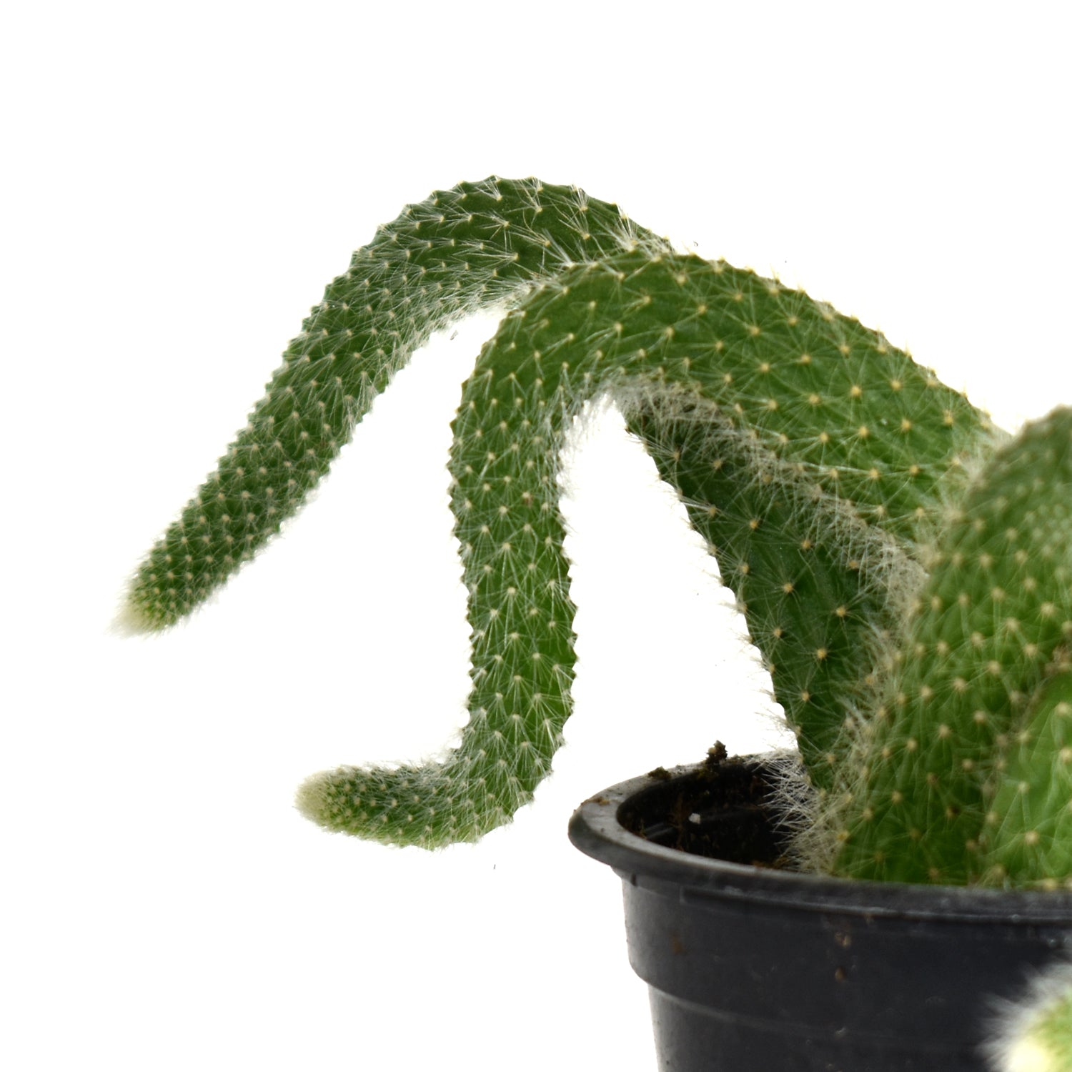 Cleistocactus winteri ssp. colademononis (Monkey Tail Cactus)