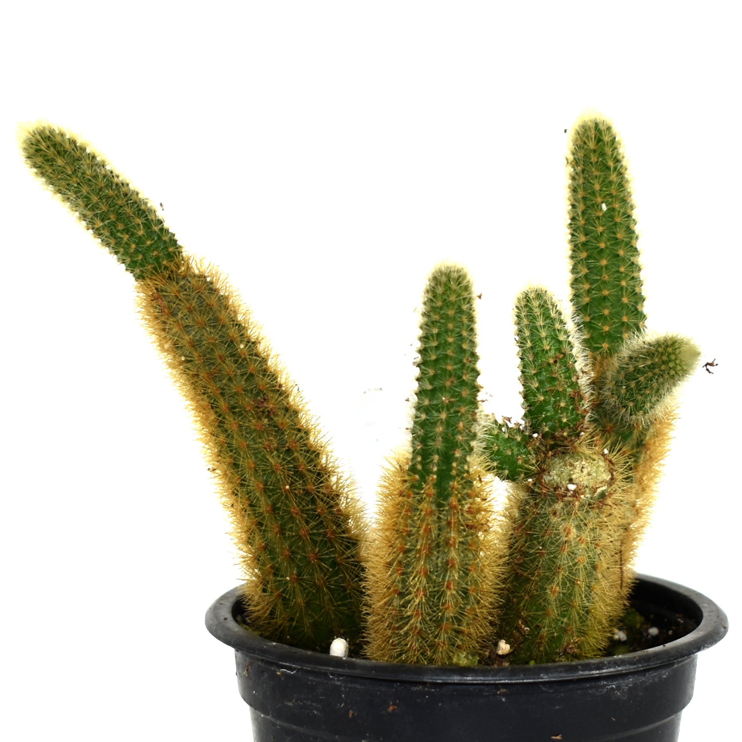 4 Golden Rat Tail Cactus Live Cactus 