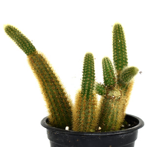 Cleistocactus winteri (Golden Rat Tail Cactus)