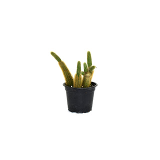 Cleistocactus winteri (Golden Rat Tail Cactus)