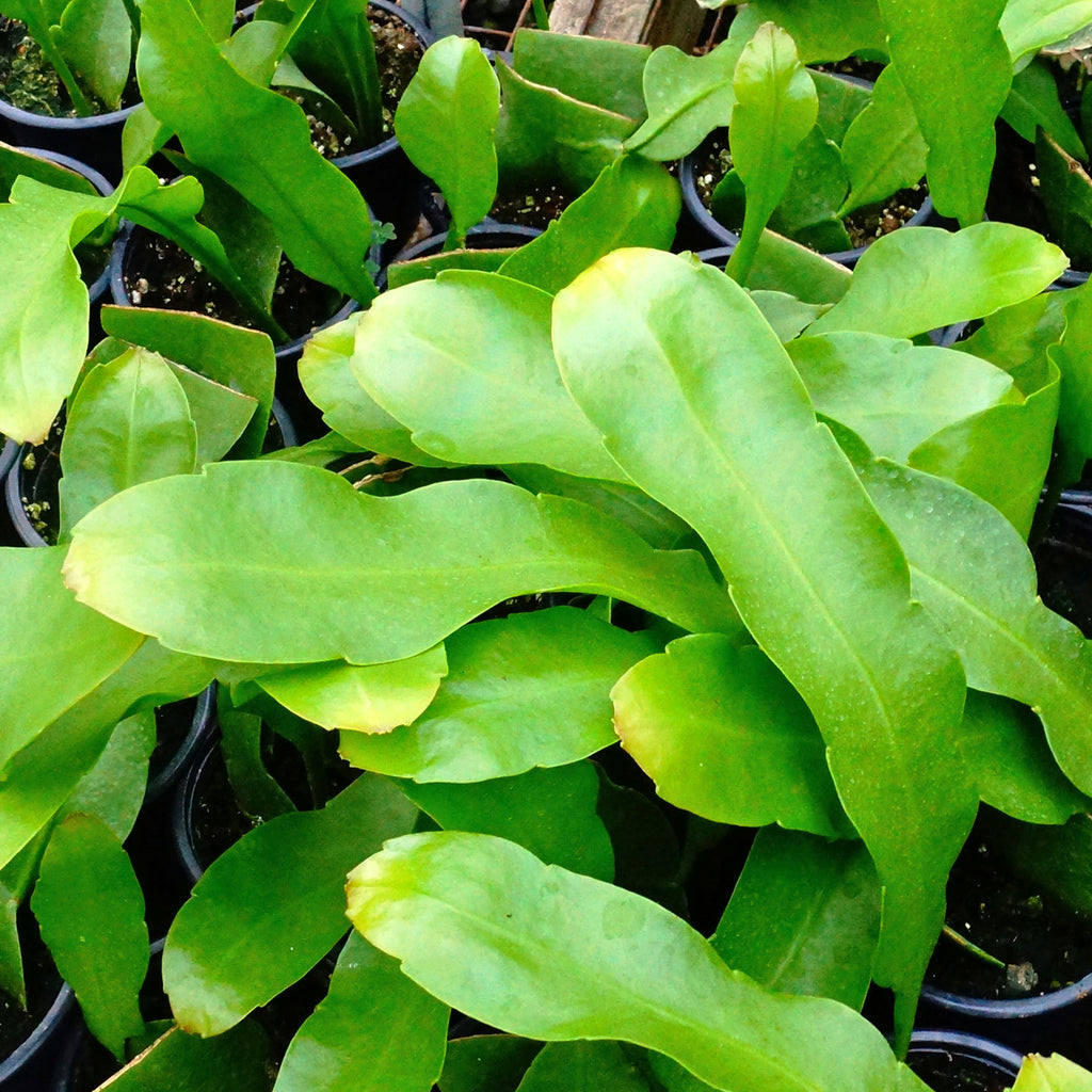 Epiphyllum oxypetalum (Night Blooming Cereus) – Steve's Leaves