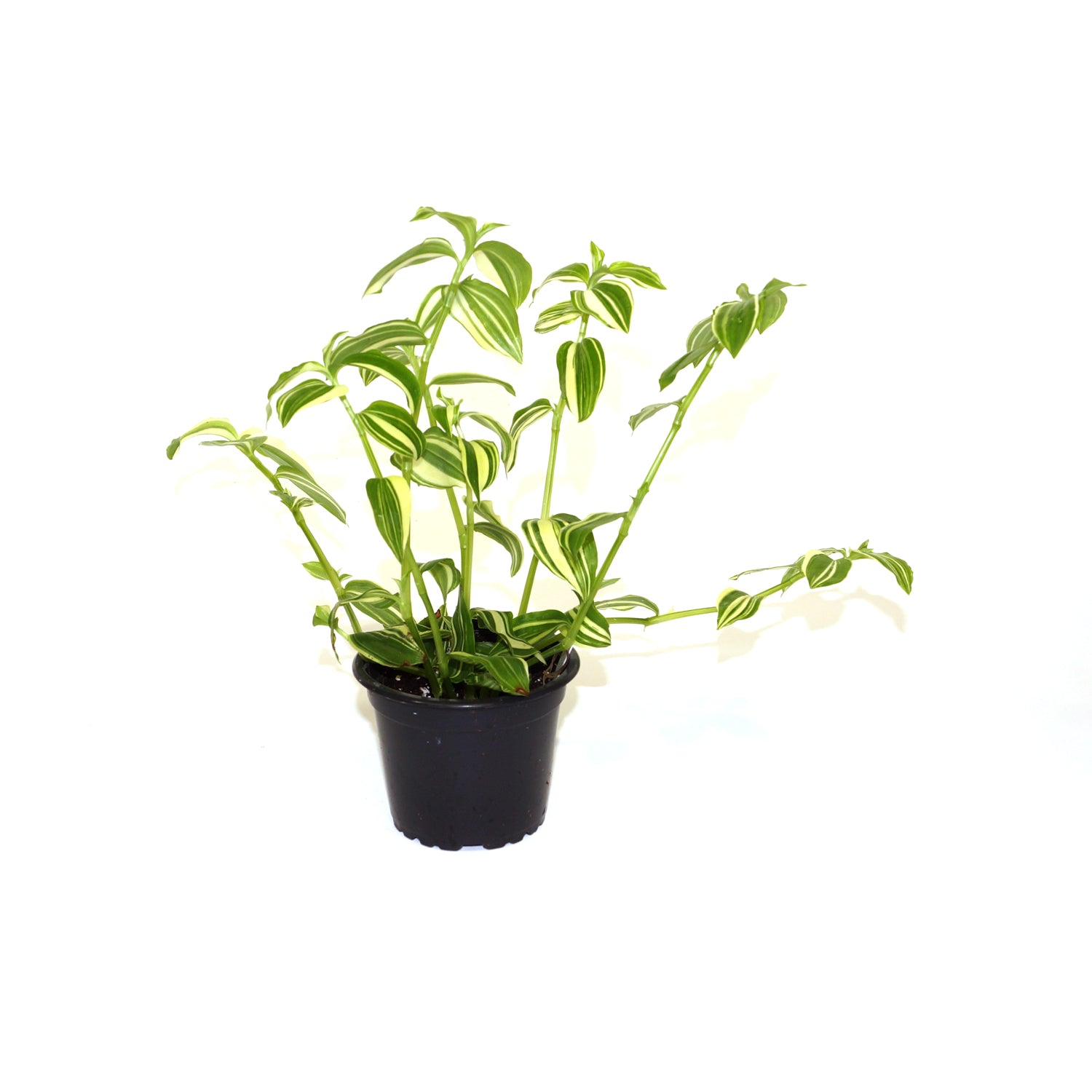 house plants with white stripes Tradescantia fluminensis ’White Stripe’