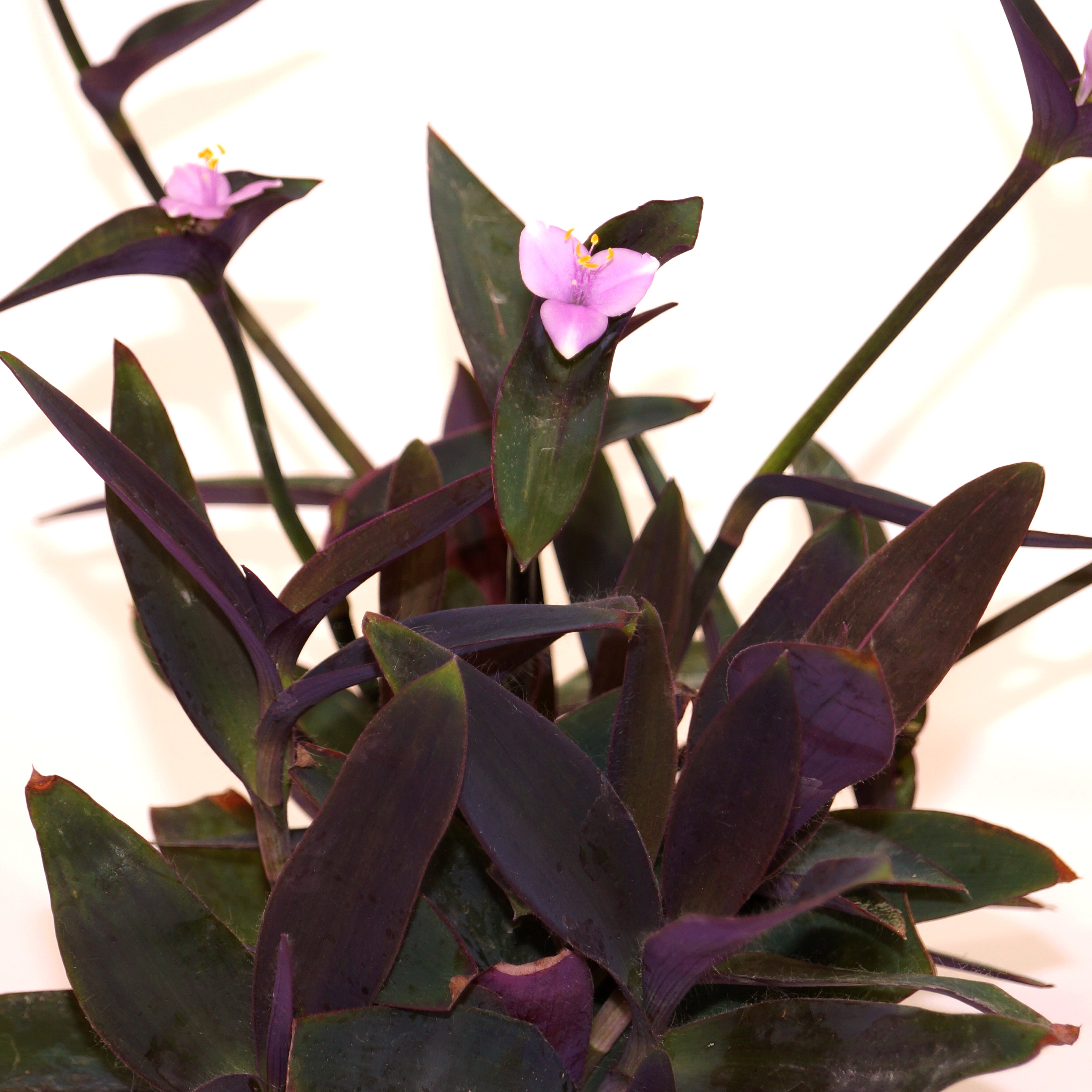is tradescantia pallida a succulent Tradescantia pallida (Purple Form)