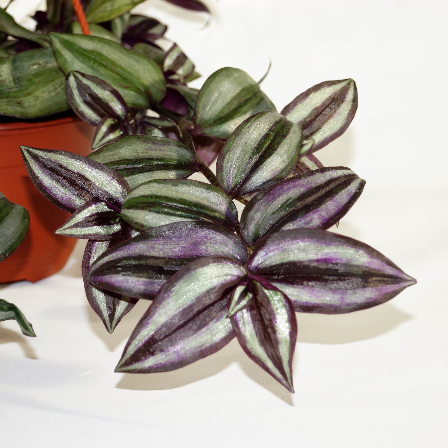 hanging plant purple and green Tradescantia zebrina purple
