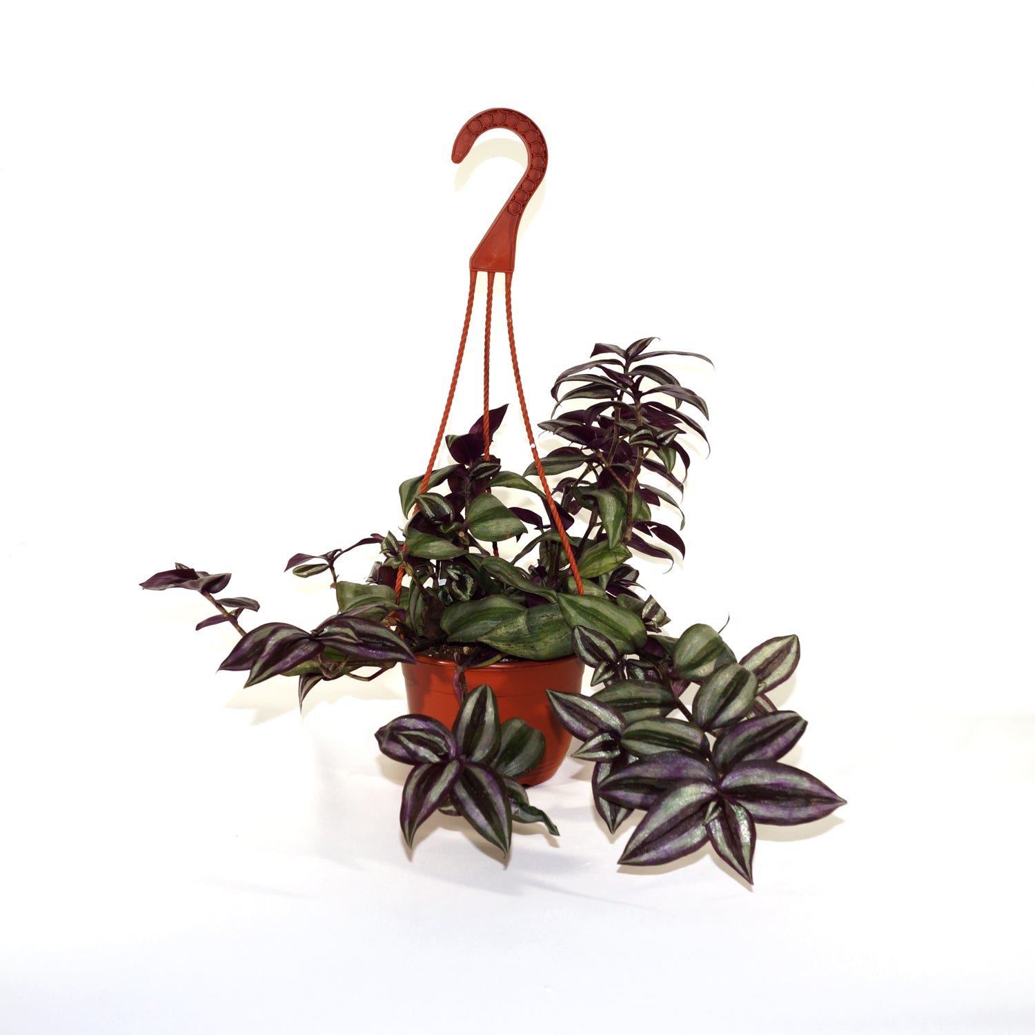 purple hanging indoor plant Tradescantia zebrina purple