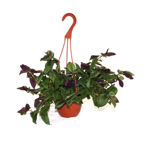 Tradescantia zebrina discolor - 6" Hanging Basket