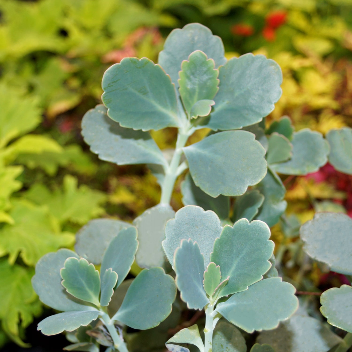 succulent with scalloped leaves Kalanchoe fedtschenkoi