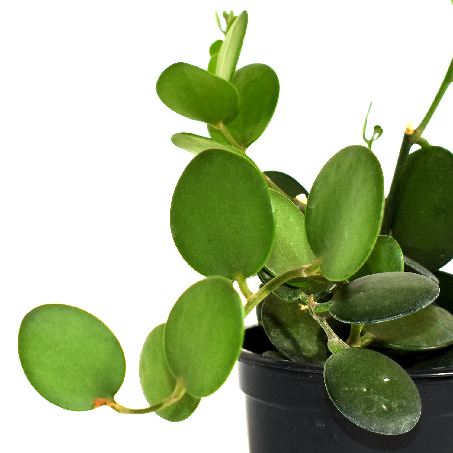 succulent with circular leaves Xerosicyos danguyi "String of Paper Plates"
