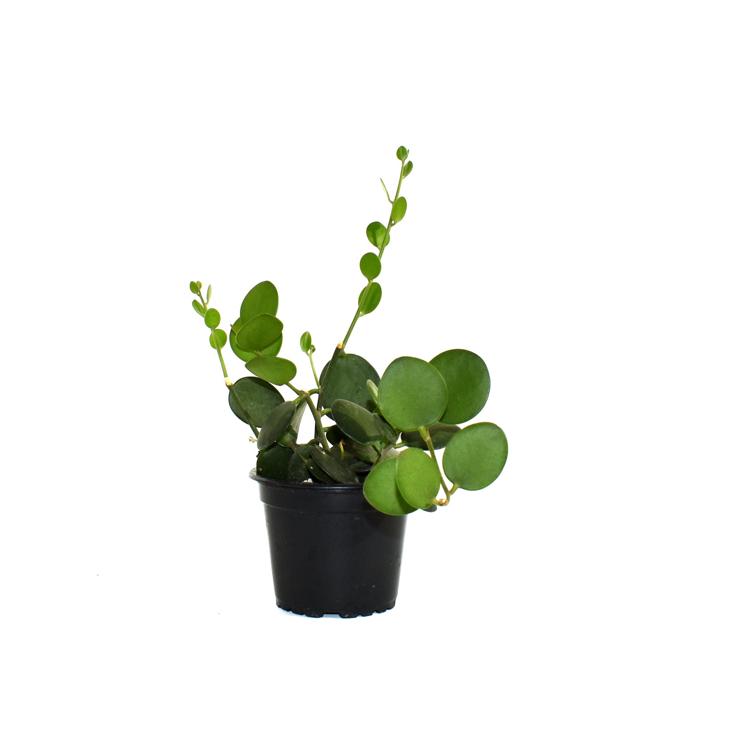 succulent with tiny round leaves Silver Dollar Vine | Xerosicyos Danguyi Succulent Plant