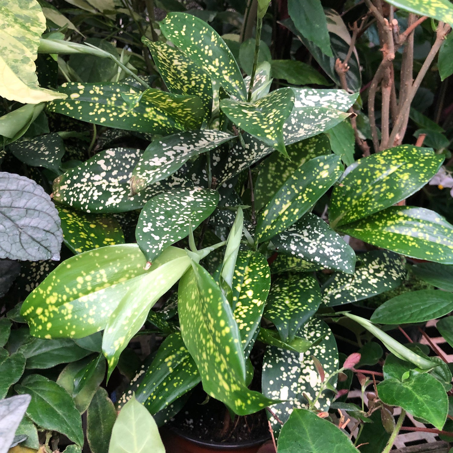 dracaena florida beauty propagation Dracaena surculosa 'Florida Beauty'