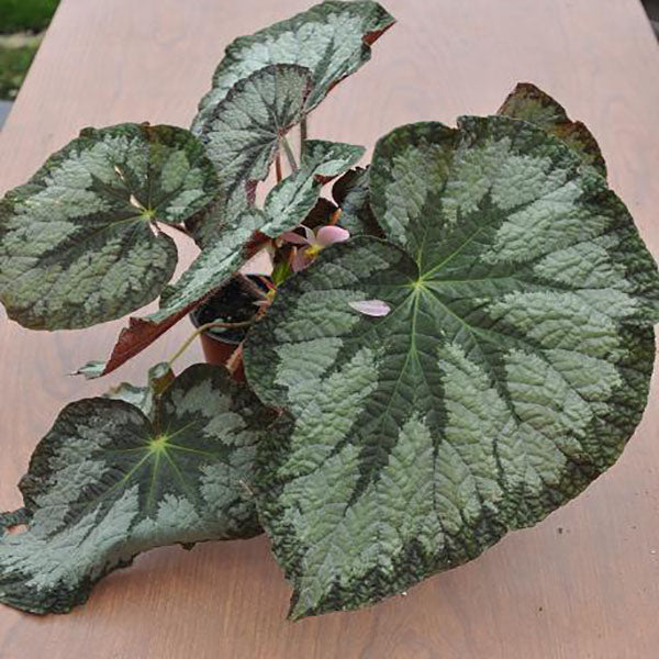 hybrid elephant ear plant Elephant Ear Begonia with Giant Silver-Banded Leaves