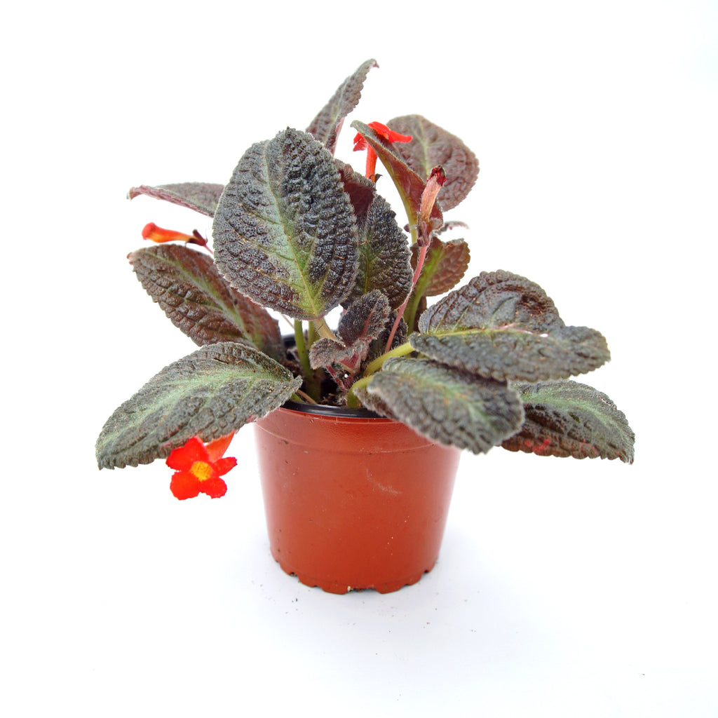 Episcia 'Blackfoot' – Steve's Leaves