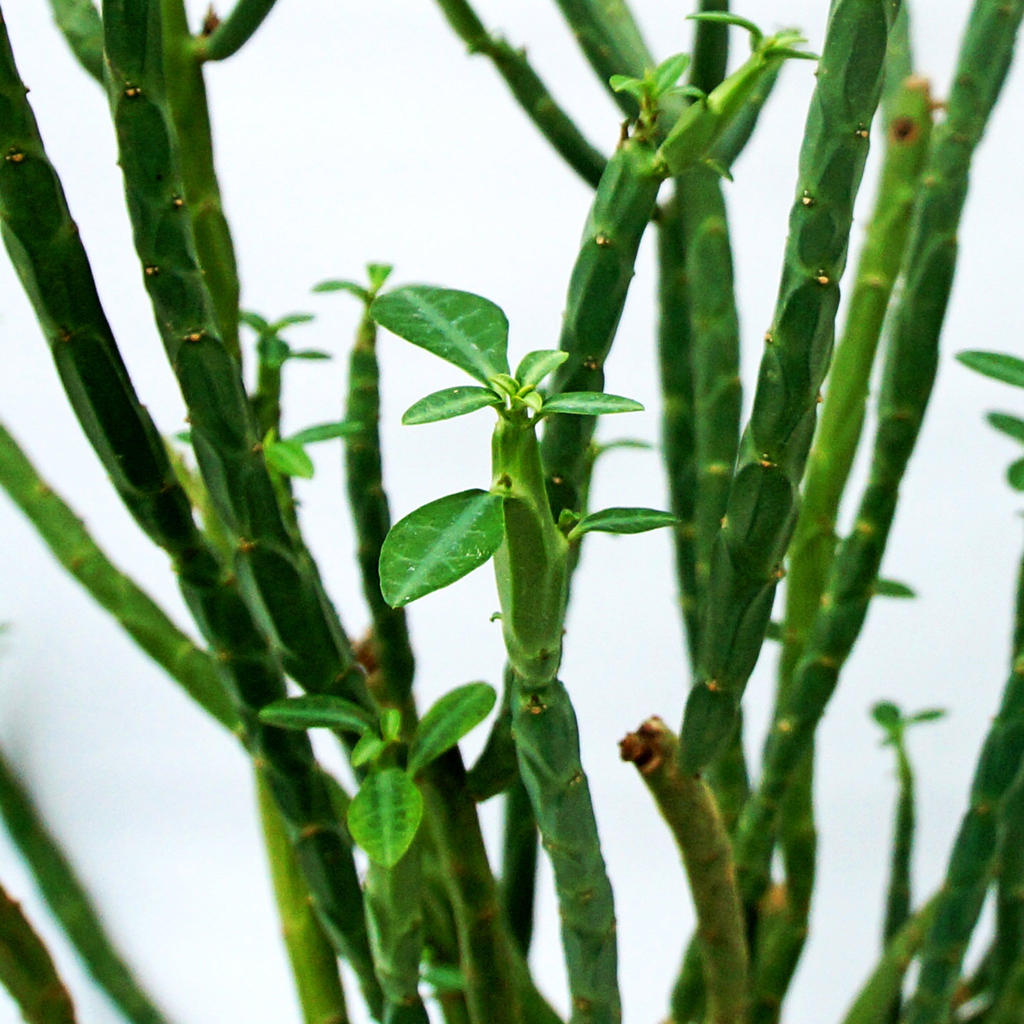 Euphorbia pteroneura