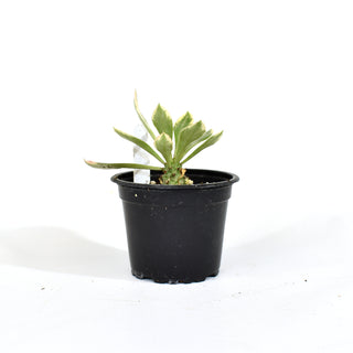 Euphorbia ritchiei 'Variegata'
