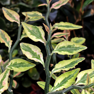 Euphorbia tithymaloides ssp. smallii 'Variegatus'