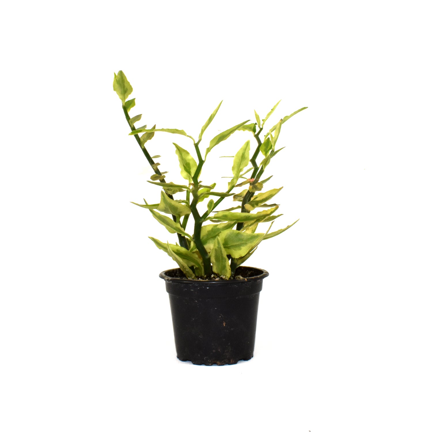 zigzag plant indoor Euphorbia Tithymaloides Smallii 'Variegatus' | Zigzag Plant
