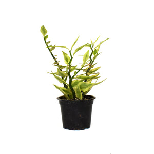Euphorbia tithymaloides ssp. smallii 'Variegatus'