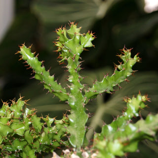 Euphorbia wakefieldii
