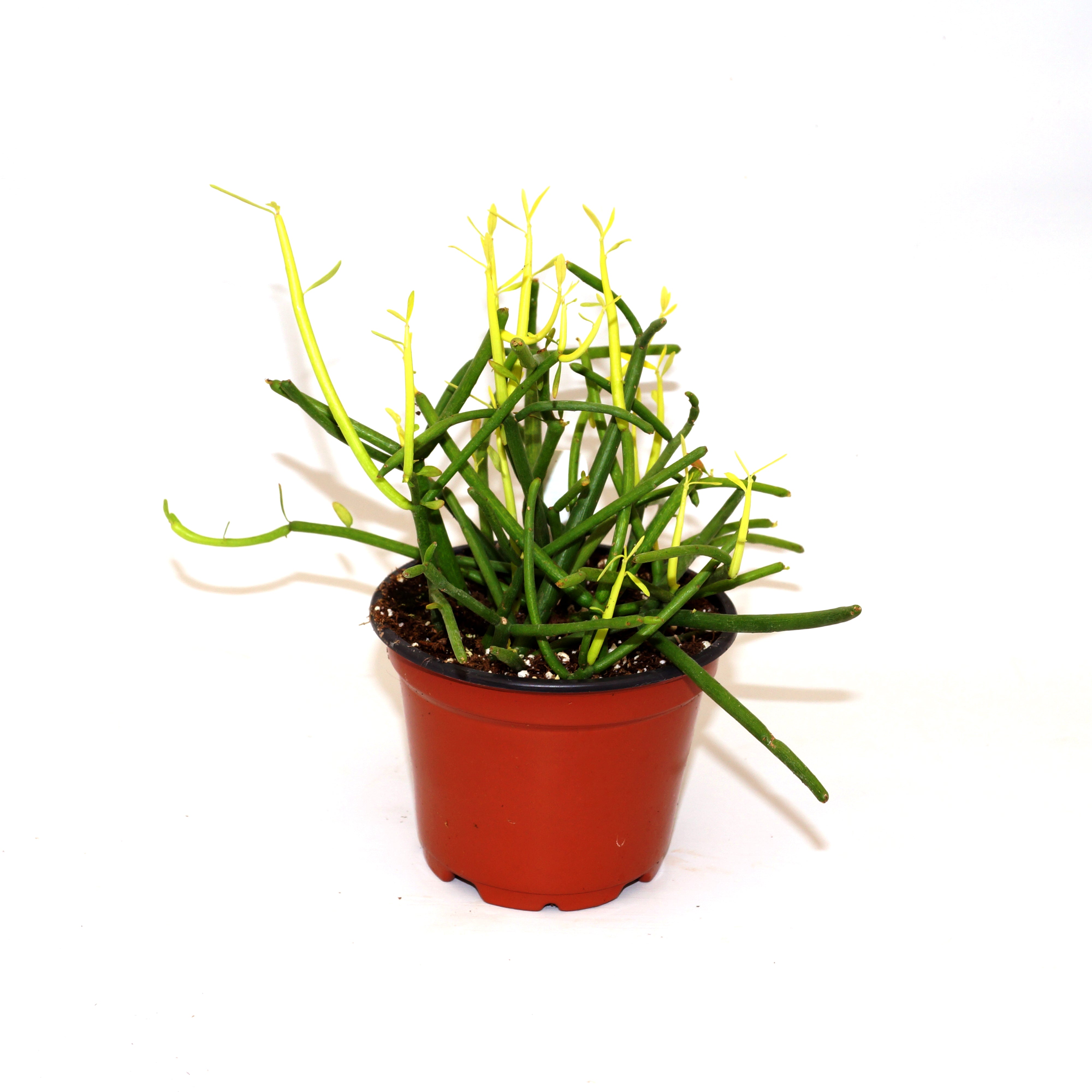 fire sticks pencil cactus euphorbia Euphorbia Tirucalli Sticks on Fire | Easy-Care Fire Plant