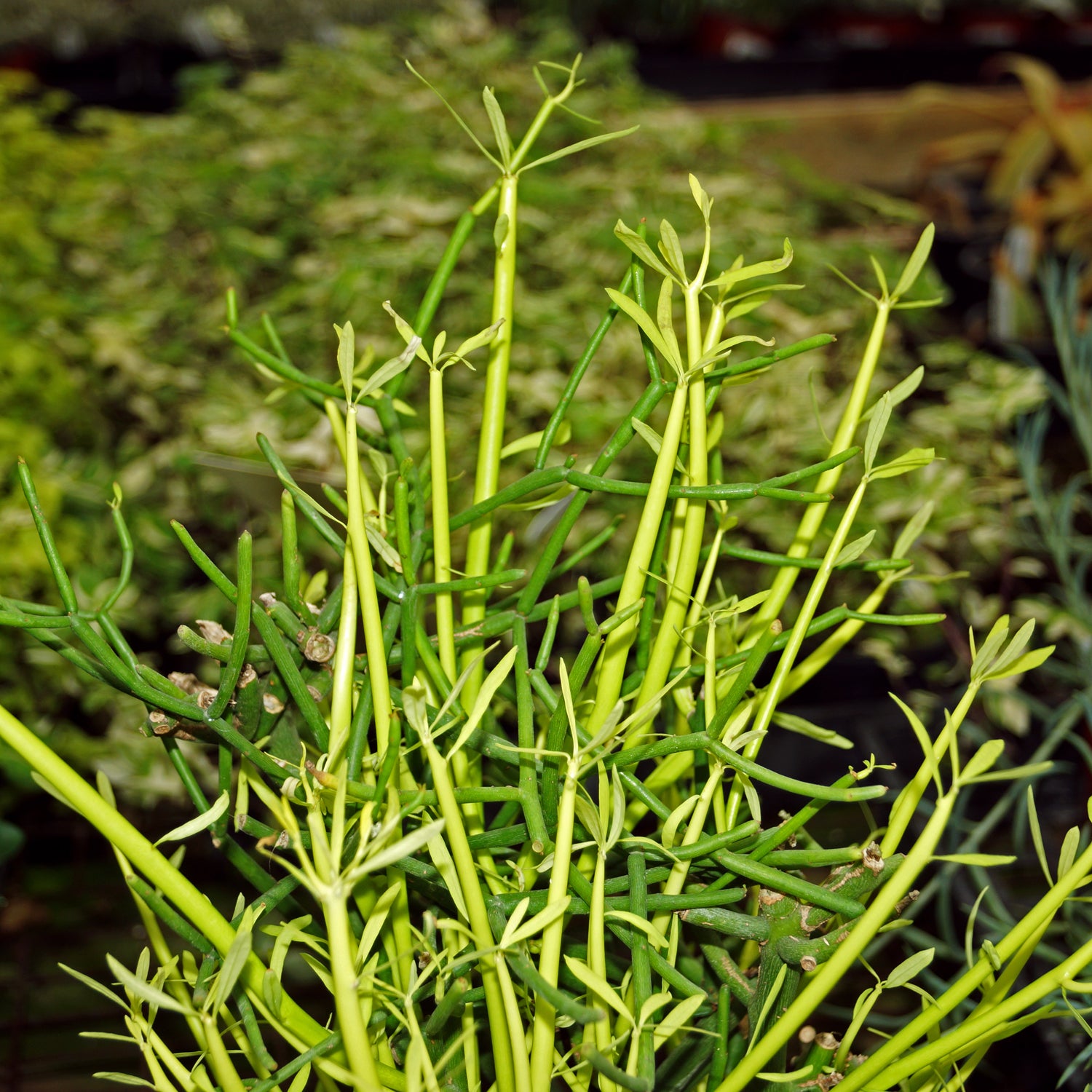 Euphorbia tirucalli 'Sticks on Fire'