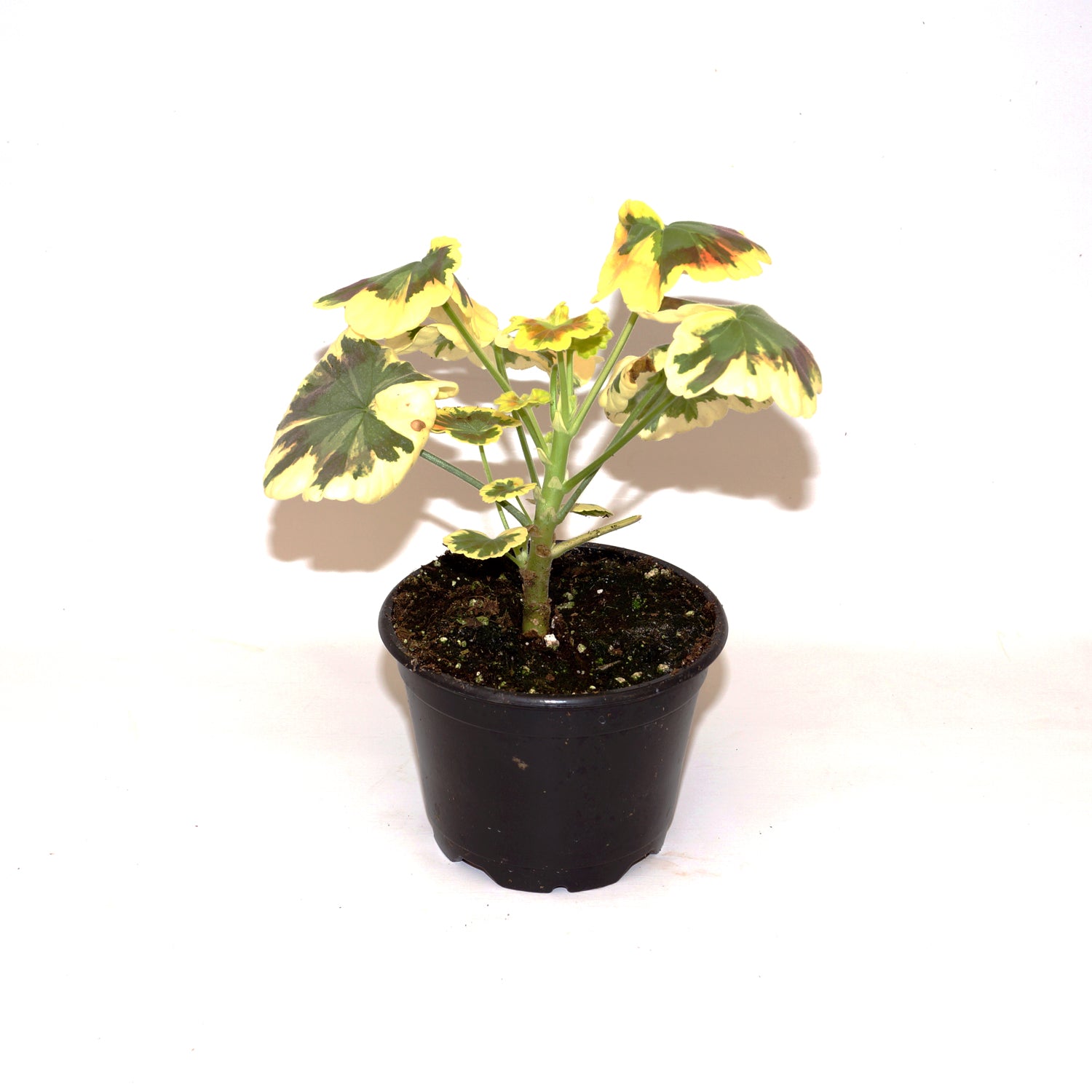 Geranium ‘Mrs. Cox’ (Pelargonium hybrid)