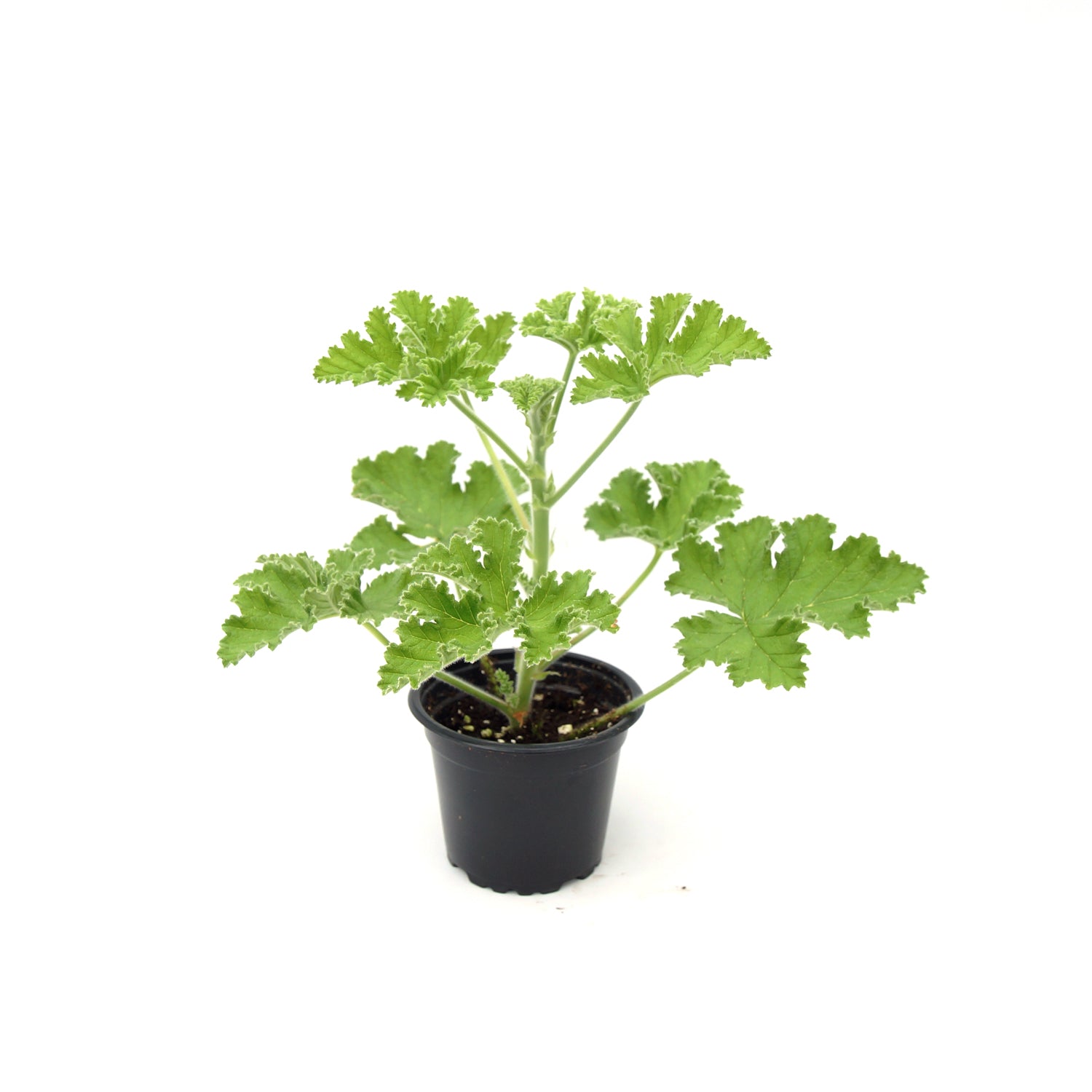 Pelargonium ‘Attar of Roses’ (Scented Geranium)