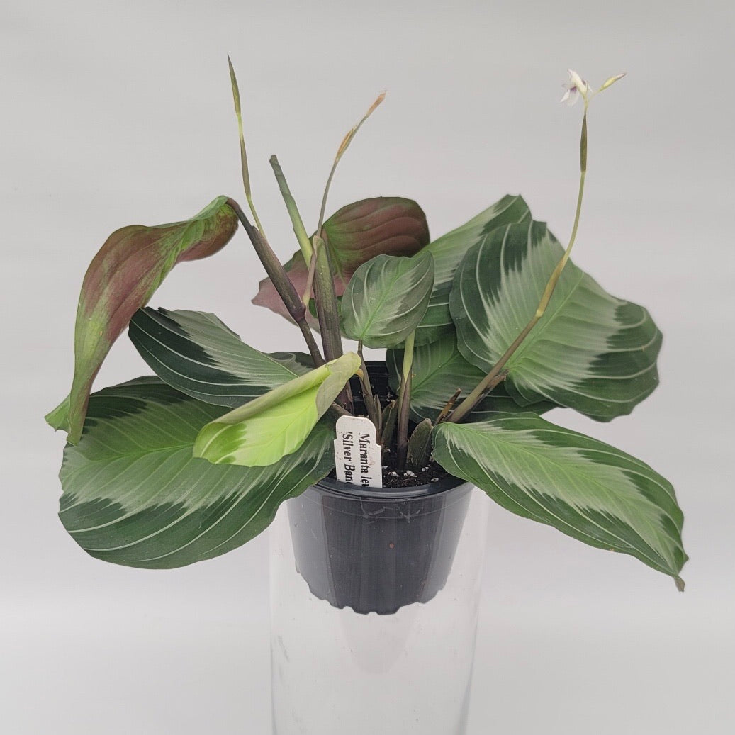 prayer plant variety Maranta Leuconeura Silver Band