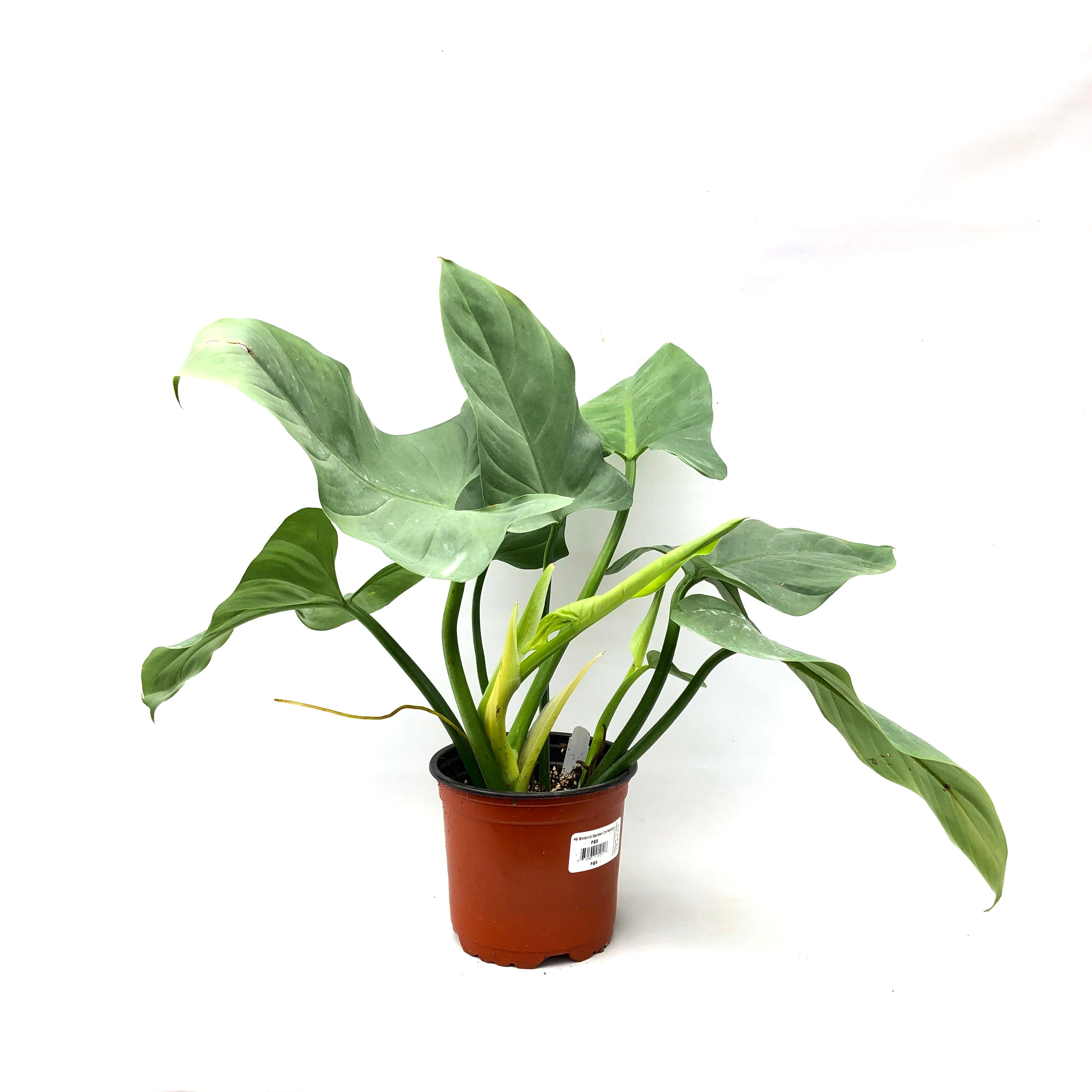 philodendron hastatum varieties Philodendron hastatum glaucophyllum