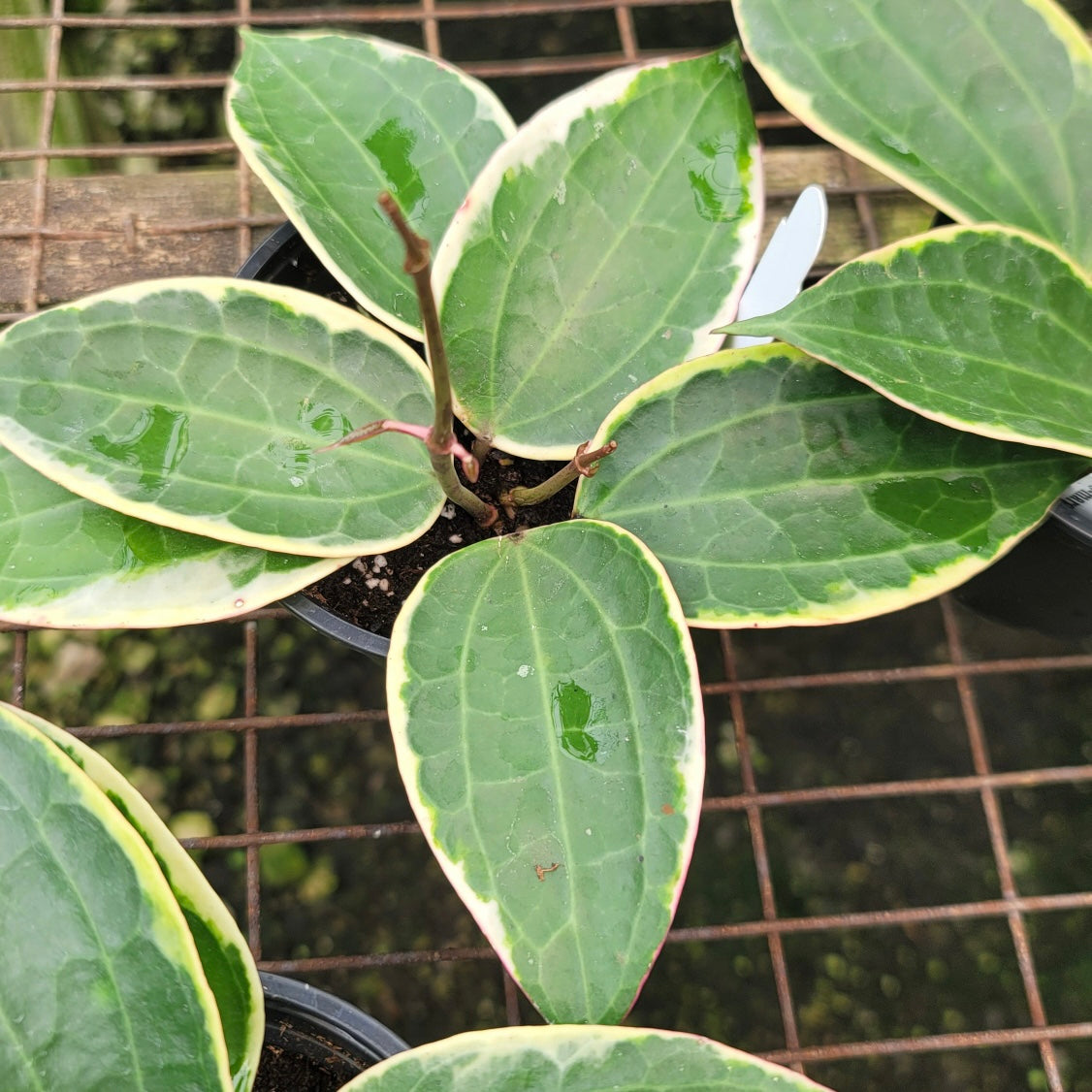 Hoya macrophylla albo-marginata
