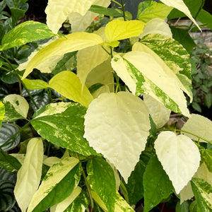 Malvaviscus penduliflorus variegata