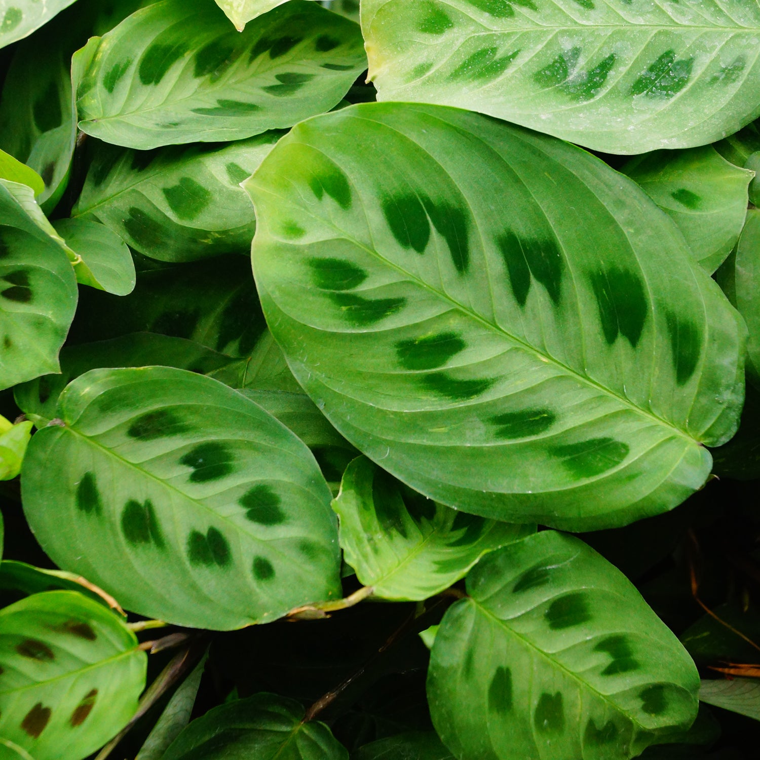 prayer plant maranta leuconeura Maranta leuconeura kerchoveana