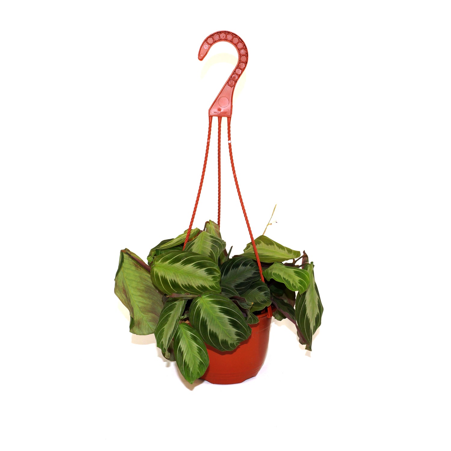 prayer plant hanging pot Maranta leuconeura 'Silver Band'