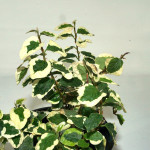 Ficus pumila 'Variegata'