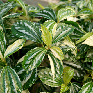 Pilea cadierei variegata