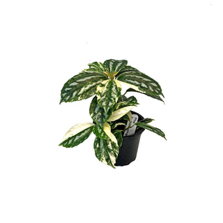 Pilea cadierei variegata