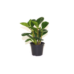 Peperomia obtusifolia