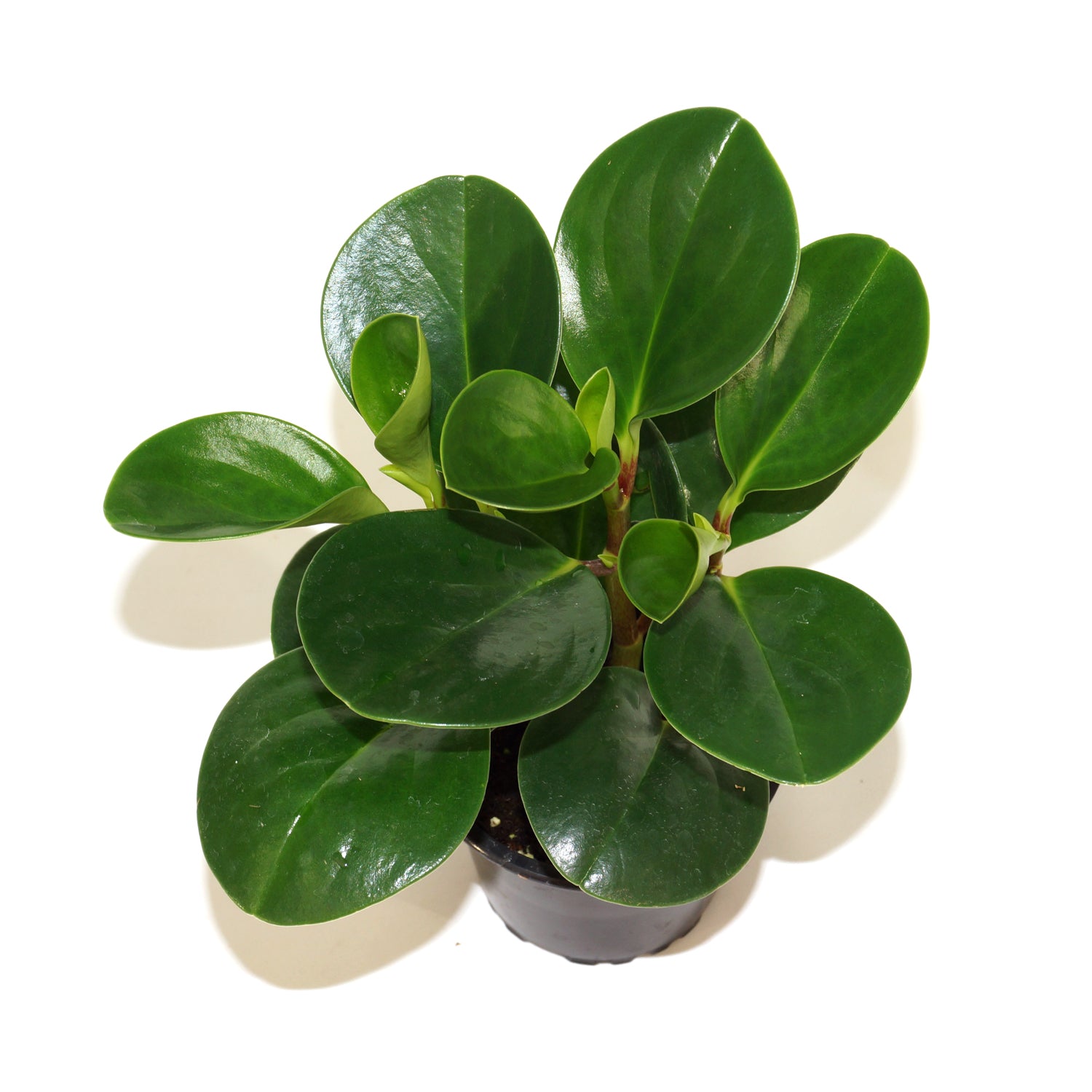 glossy leaves indoor plants Peperomia obtusifolia