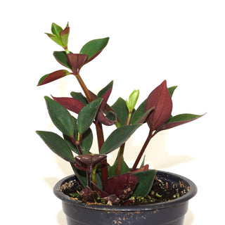 Peperomia pereskiifolia