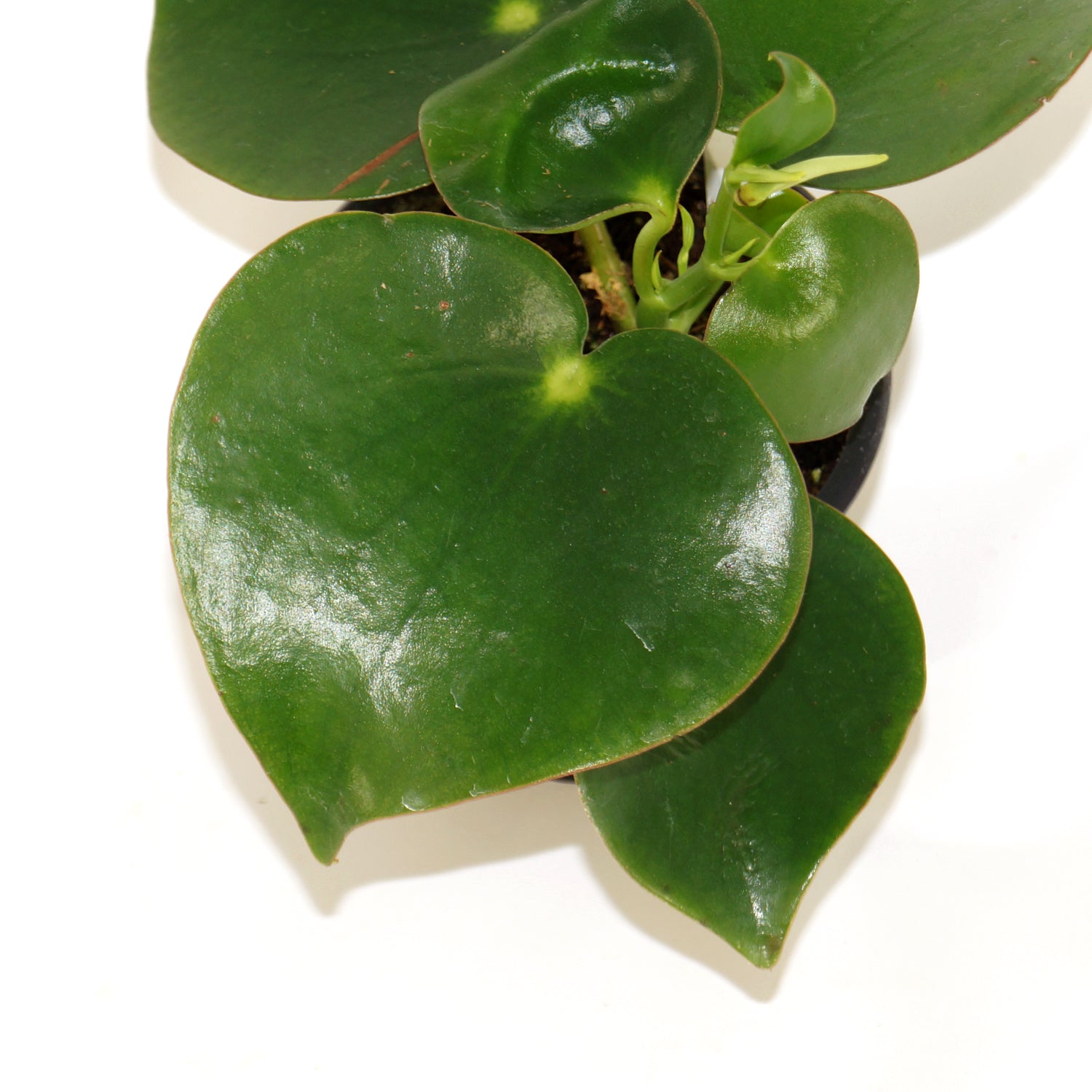 chinese money plant heart shaped leaves Peperomia polybotrya